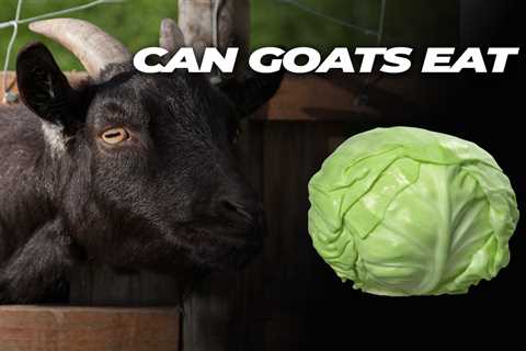 Can Goats Eat Cabbage?