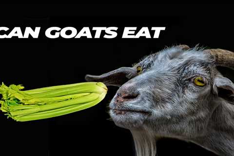 Can Goats Eat Celery?