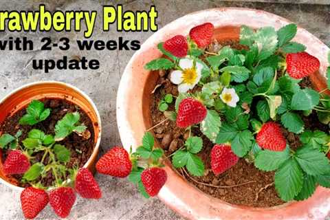 How to Grow Strawberry at Home
