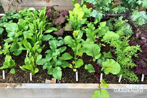 How to Grow Salad Greens in Your Garden