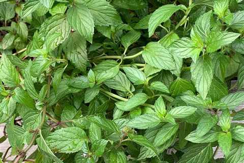 How to Grow Peppermint Plants