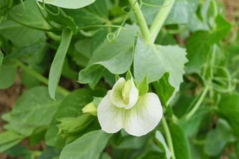 Best Flowers to Plant in Vegetable Garden