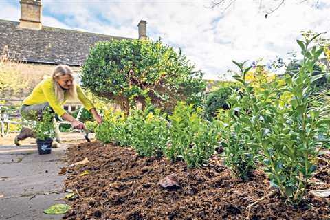 November Gardening Tips - A Checklist of Essential Gardening Jobs to Do in November