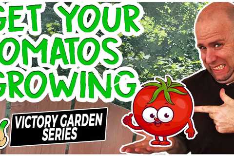 Transplanting Tomatoes Seedlings | 2 Ways to Plant in Containers