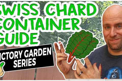 Swiss Chard in Containers | Victory Garden Series