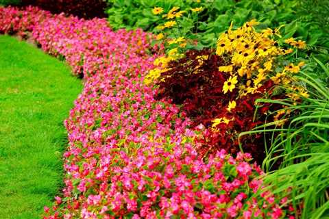 Martha Stewart Hydrangeas