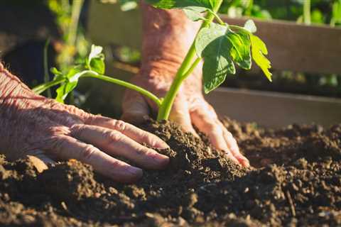 How to Grow Thai Basil