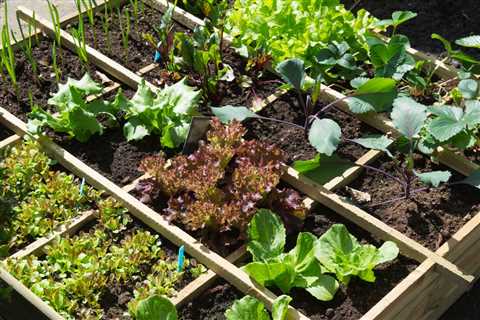 Square Foot Gardening - Starting Gardening by the Foot