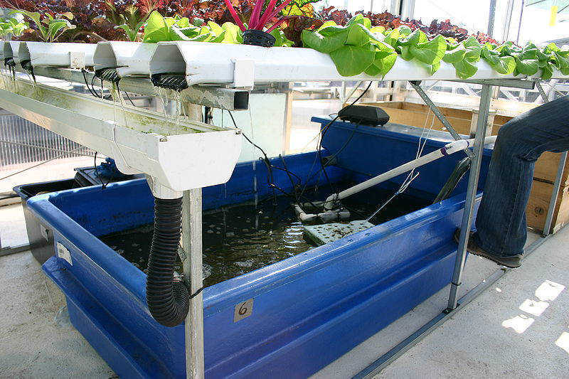 When to Change Water in Hydroponics