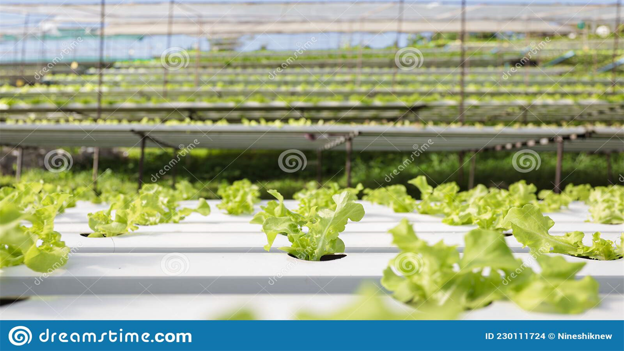 Reasons Why Hydroponics is Used