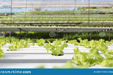 Reasons Why Hydroponics is Used