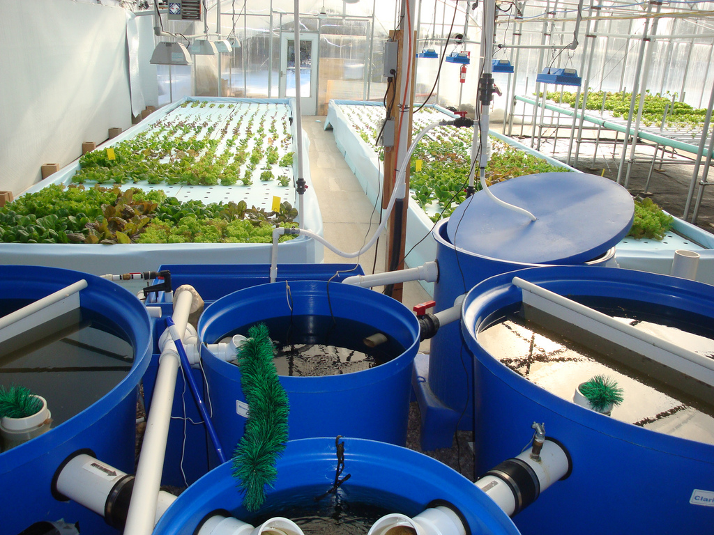 Source Water For Aquaponics - How Much Water Do You Need?