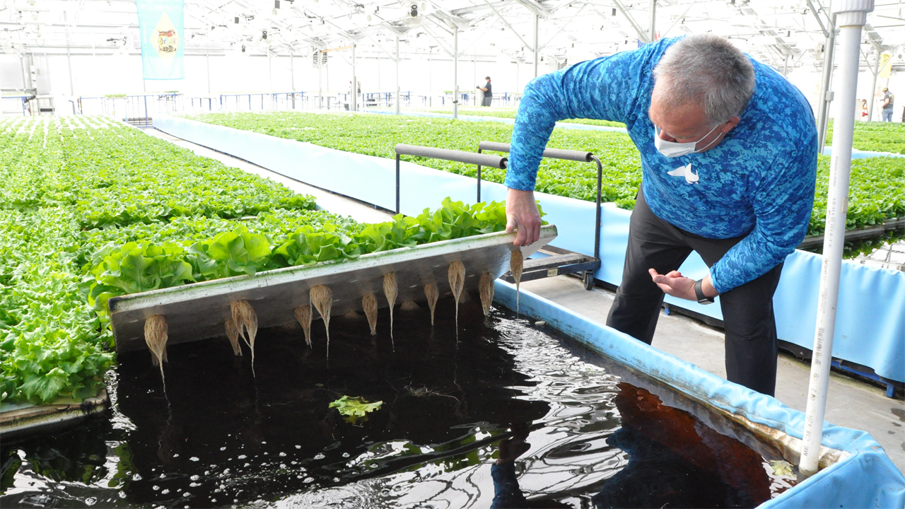 Reasons For Taking Up Aquaponic Farming