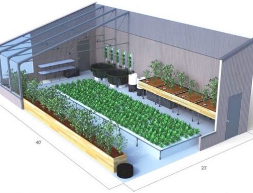 How to Set Up Aquaponics As a Hobby