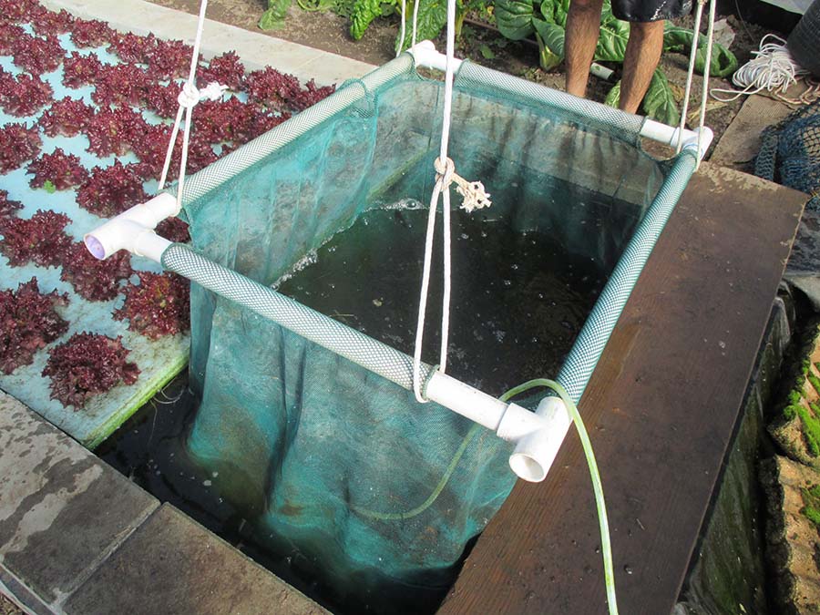 How to Set Up Aquaponics Without a Biofilter