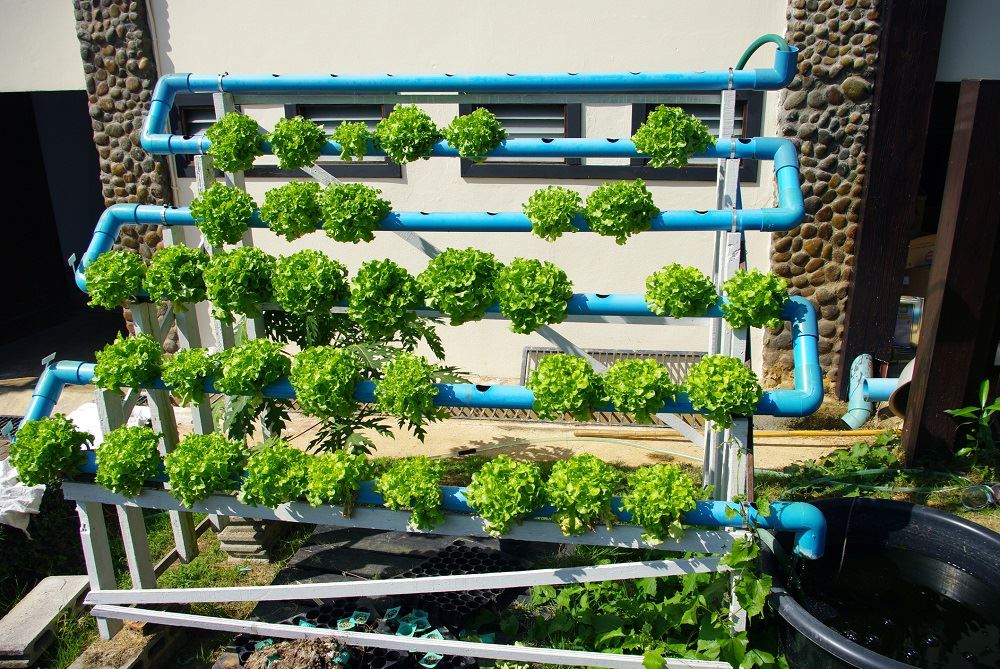 How to Get Started With Hydroponic Gardening