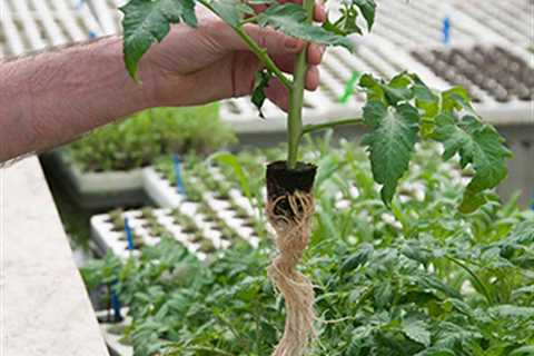 Hydroponics - When to Transplant Seedlings