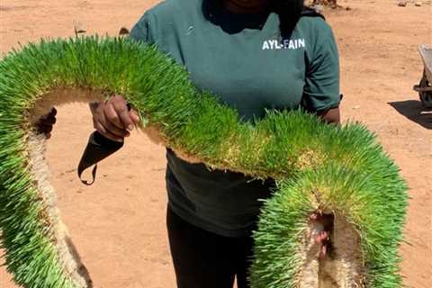 Can Hydroponics Be Used to Produce Fodder?