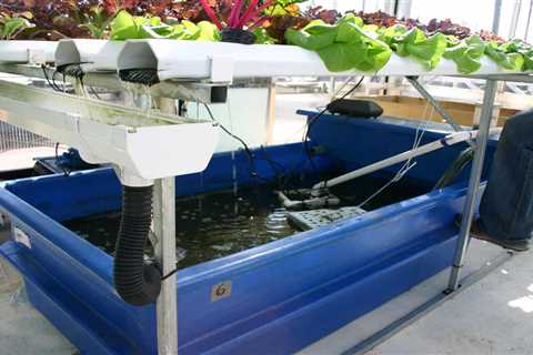 What Is Aquaponics and How You Can Make It Work For You