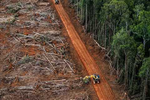 How long until all forests are gone?