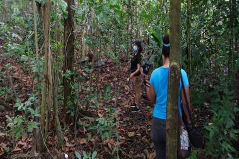 What are urban and community forests?