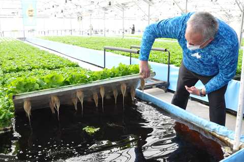 Reasons For Taking Up Aquaponic Farming