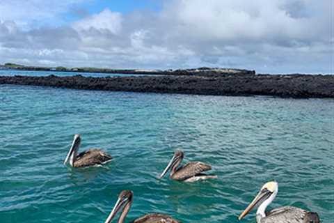 The Galapagos Islands Are Almost A Worry Free & Safe Destination