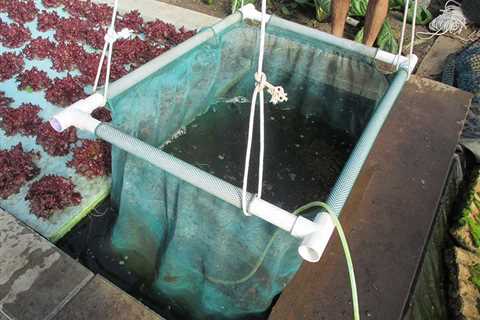 How to Set Up Aquaponics Without a Biofilter