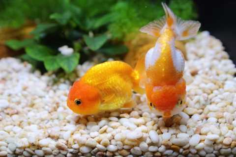 Tips For Aquaponics With Goldfish