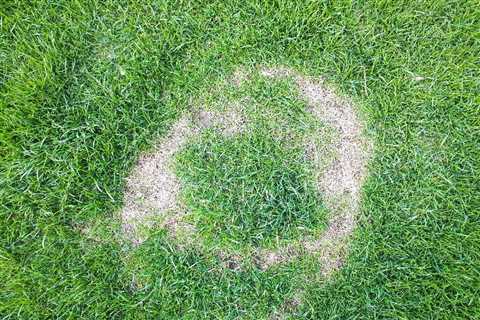 Tracking Down the Real Origins of Brown Patches on Your Lawn