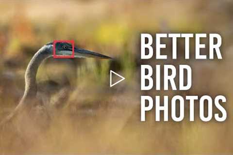 5 Tips to Improve Your Bird Photography
