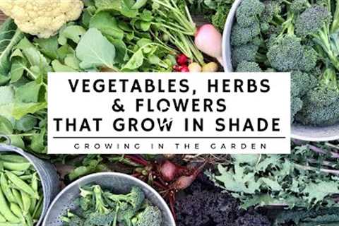 SHADE GARDENING TIPS: plus which VEGETABLES, HERBS & FLOWERS grow in the SHADE