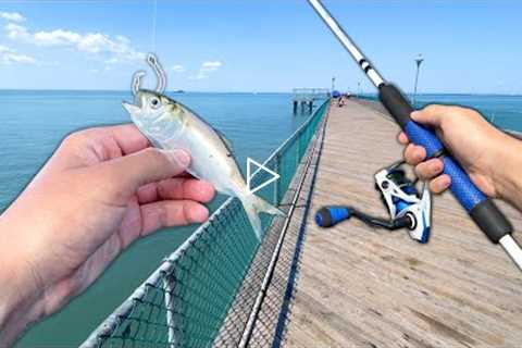 I TOSSED a LIVE BAITFISH off the Pier and Caught THIS! (Saltwater Fishing)