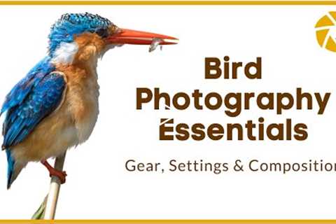 Bird Photography Tutorial | Gear, Settings and Composition Tips