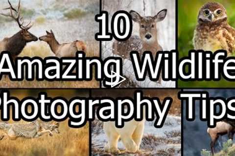 10 Amazing Wildlife Photography Tips
