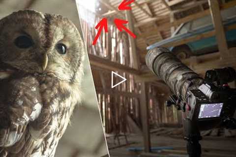 OWL PHOTOGRAPHY inside an old barn // Tips how to find OWLS