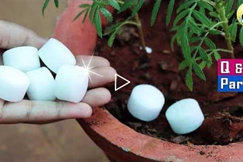 5 SHOCKING GARDENING IDEAS AND SECRET QUESTIONS ANSWERED | Garden Tips