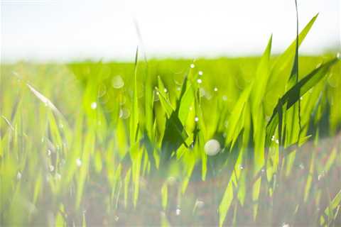 How Improper Watering Can Affect the Growth and Health of Your Lawn