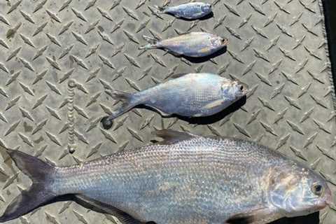 Types of Shad: Identification & Behavior