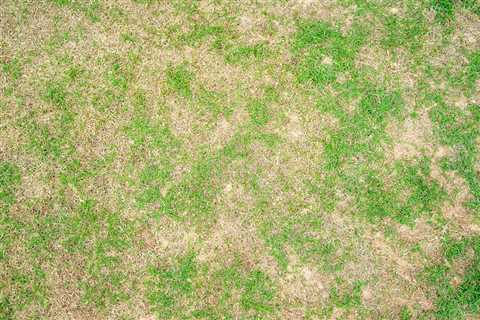 How to Fix Brown Patches on Your Lawn and Keep it Green and Lush