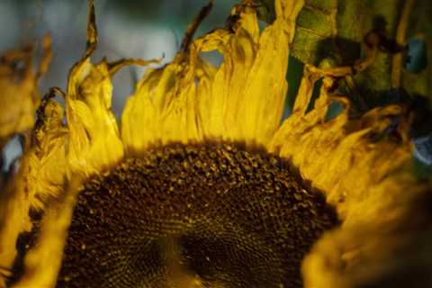 Sunflower At Night VII