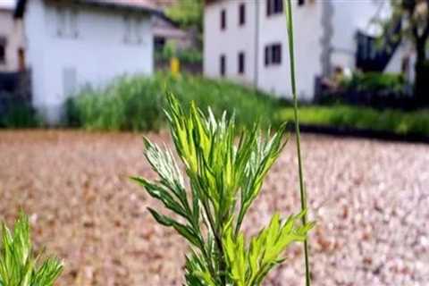 When is the Optimal Time to Weed Your Garden for the Best Results?