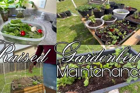 Container Garden Maintenance Day | Aphids + Radish & Bok Choy  + Fertilizing