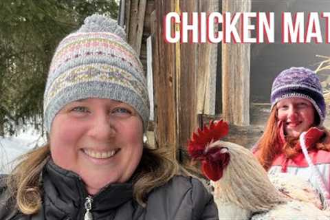 Chicken Math | Moving The Roosters To Increase Fertility