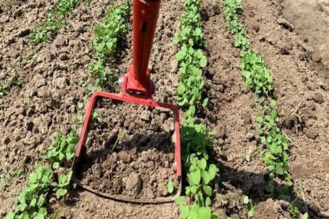 Organic gardening weed control?