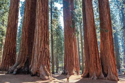 Is Redwood A Hardwood or A Softwood?