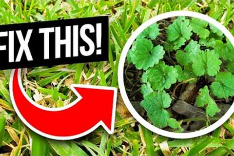 How to Fix an Ugly St Augustine Lawn Full of Weeds Including Creeping Charlie