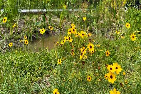 Scholarships for Planting and Caring for Native Plants in Central Florida