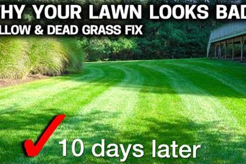 Why your LAWN is YELLOW & DYING - EASY FIX that works FAST!