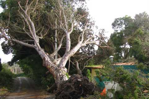 Pennington Tree Surgeon Tree Felling Removal & Dismantling Throughout Pennington